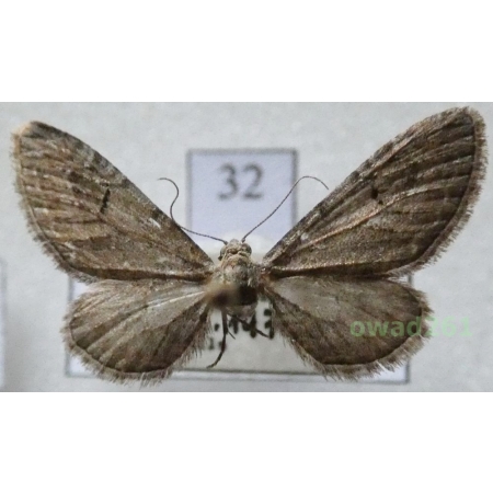 Eupithecia innotata (Hufnagel, 1767) Czech32